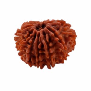 12 Mukhi Rudraksha Beads