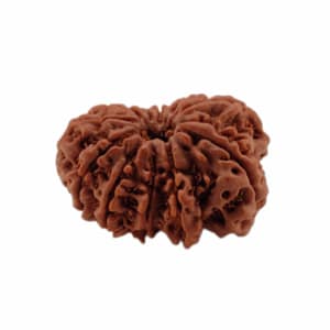 11 Mukhi Rudraksha Beads