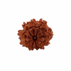 10 Mukhi Rudraksha Beads
