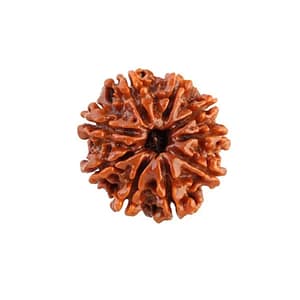 9 Mukhi Rudraksha Beads
