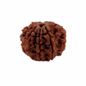 8 Mukhi Rudraksha Beads
