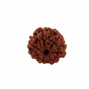 7 Mukhi Rudraksha Beads