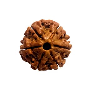 6 Mukhi Rudraksha Beads