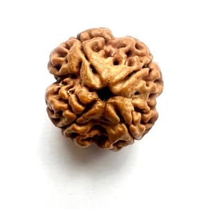 4 Mukhi Rudraksha Beads