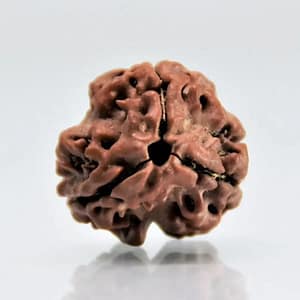 3 Mukhi Rudraksha Beads
