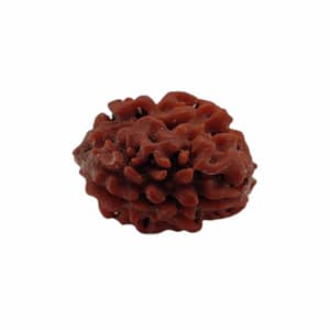 2 Mukhi Rudraksha Beads